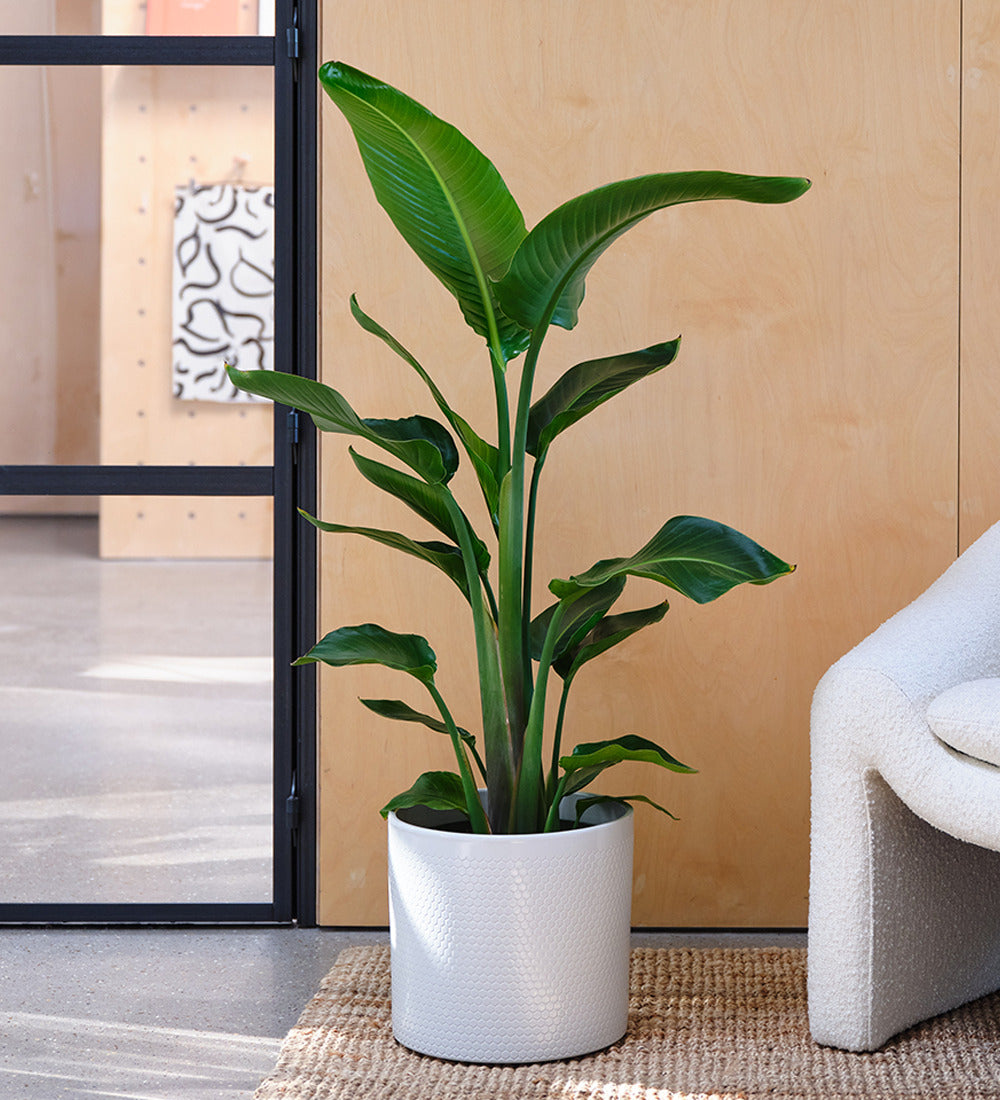 Bird of Paradise & Pot